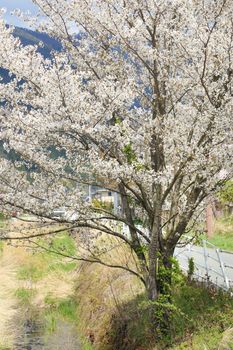white sakura tree at Lake Kawaguchiko, Japan 