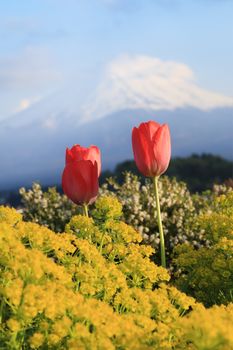 tulip with mount Fuji background, Lake Kawaguchiko, Japan