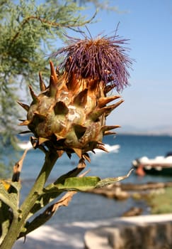 Prickly flower in Croatia
