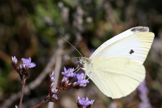 Butterfly in lavender in Croatia