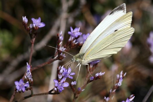 Butterfly on a lavender in Croatia