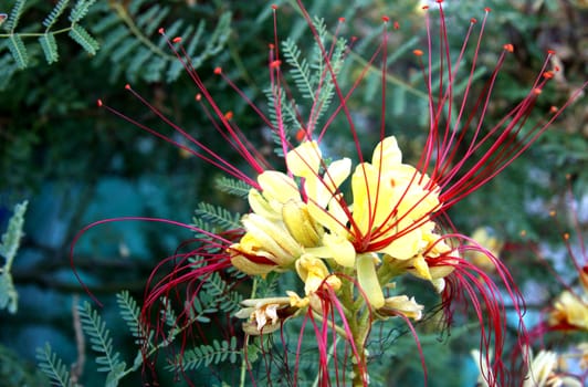 Flower with long red stamens