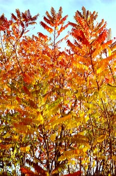 autumn