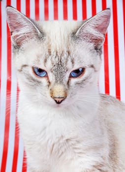 kitten