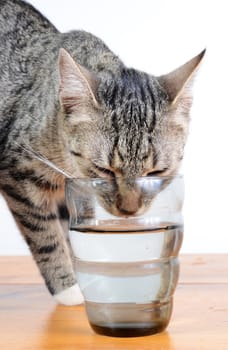 cute cat drinking water from glass