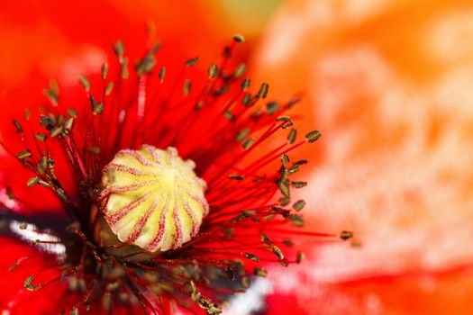 blooming red poppy flower macro