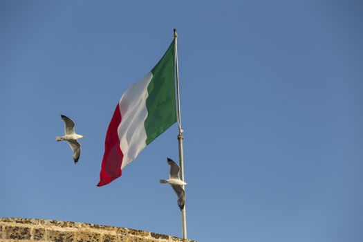 Seagulls (Larinae Rafinesque) flying near Italian flag blowing in the wind: red, white and green