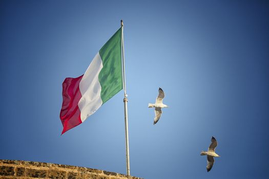 Seagulls (Larinae Rafinesque) flying near Italian flag blowing in the wind: red, white and green