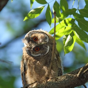 asio otus juvenile ( long-eared owl ) hiding in the shade of a  tree, very curious about camera