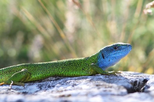 beautiful colored male european green lizard in mating season ( lacerta viridis )