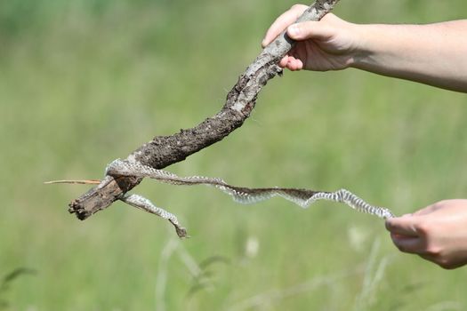 biologist holding snake skin in the field