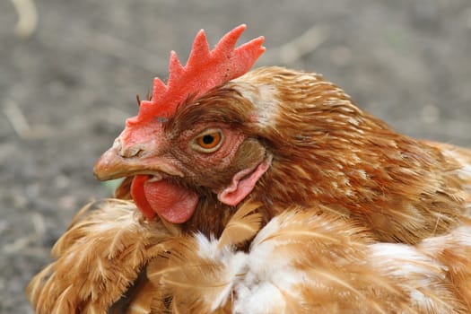 brown hen portrait, image taken  at farm yard