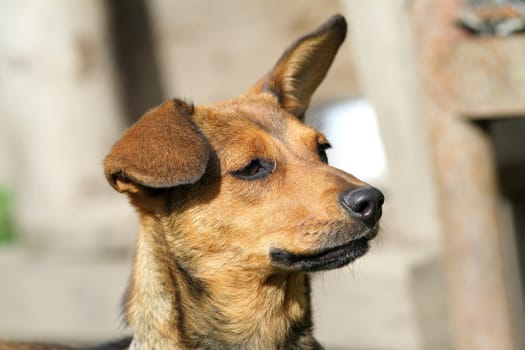 cute brown  dog portrait, with ears in the air