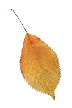 gold autumn symbol, beautiful faded cherry leaf isolated over white