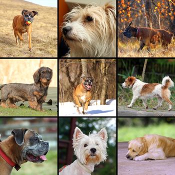 collage of images with happy dogs in different situations