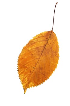 cherry leaf in  autumn season, isolation over white background