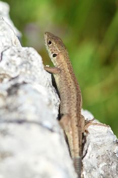 european green  lizard basking on a rock, lacerta viridis juvenile 