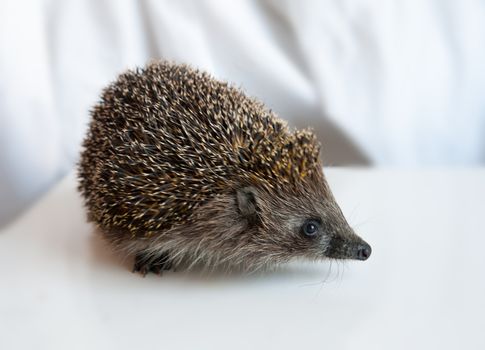 grey prickly hedgehog on a white blurred background