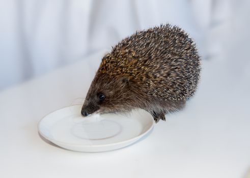 hedgehog drinking milk from a saucer on a white background