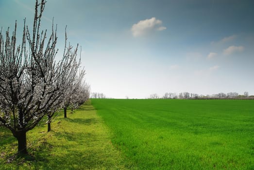 blossoming tree with green spring meadow under blue sky