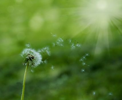 seeds white dandelion fly on a green background