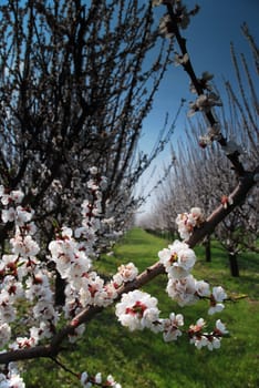 orchard with flowering trees, white spring flowers on the branches