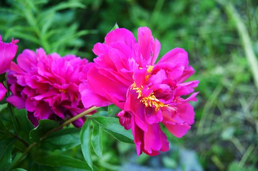 pink peonies among the green leaves in the garden