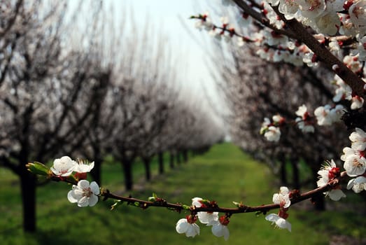 orchard with flowering trees, white spring flowers on the branches