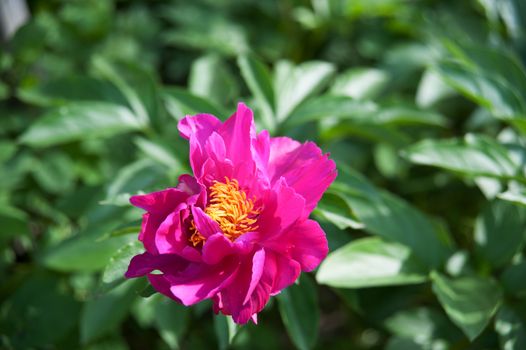 pink peonies among the green leaves in the garden