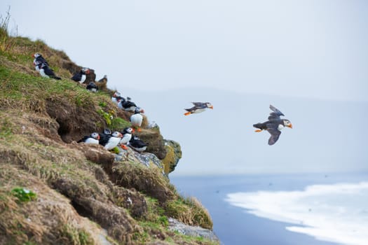 Puffin on a grassy cliff, sea as background, Iceland