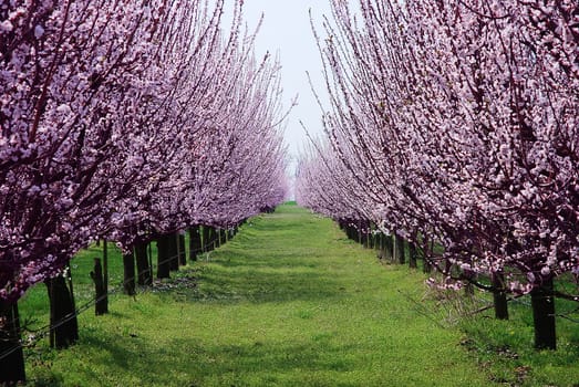 orchard with flowering trees, pink spring flowers on the branches