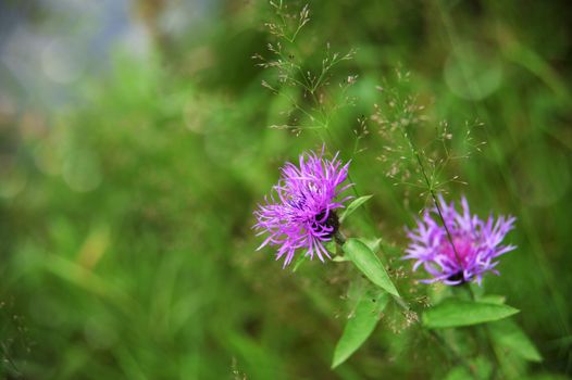 meadow flowers on a blurred green background with bokeh