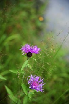 meadow flowers on a blurred green background with bokeh