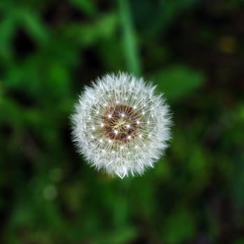 faded dandelion on a dark background, symbol of summer