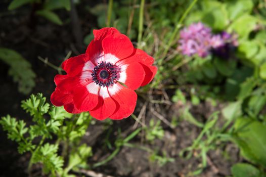 flower red poppy on a blurred background in the garden