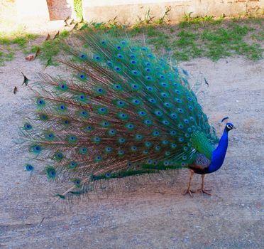 Wonderful peacock with open tail, full view