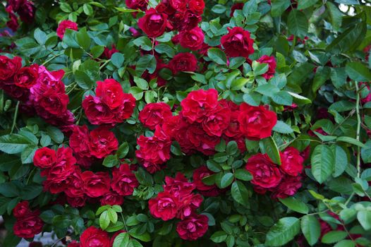 live red roses in the outdoor garden in summer