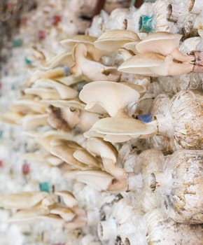 Mushrooms growing in farm