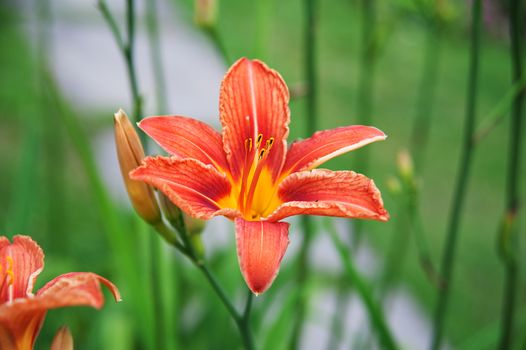 orange flowers of lilies on the blurry green background