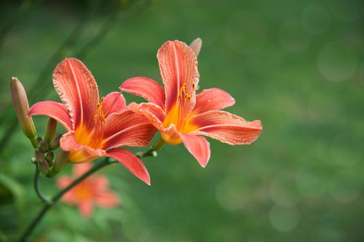 orange flowers of lilies on the blurry green background