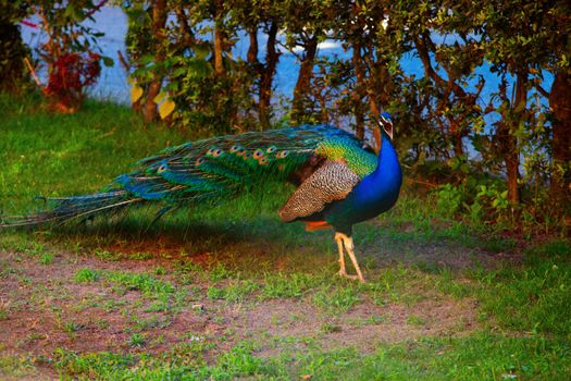 Blue peacock with open mouth, over green grass