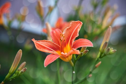 orange flowers of lilies on the blurry green background