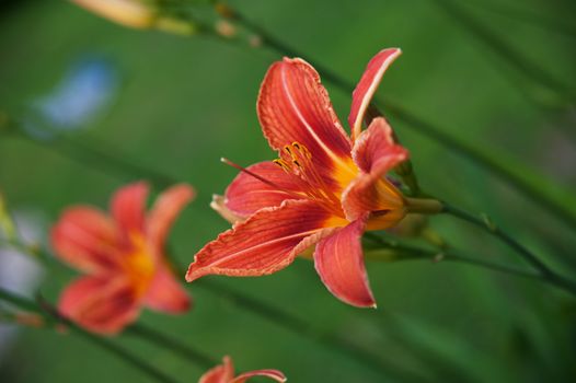 orange flowers of lilies on the blurry green background