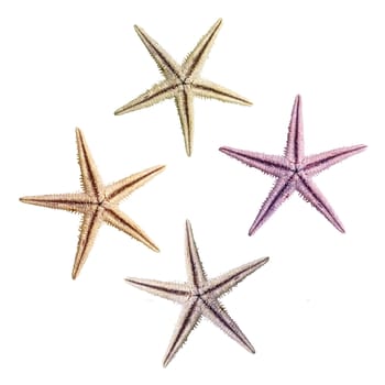 colorful starfish in four colors on a white background