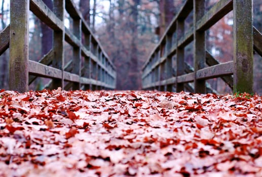 path covered with leaves, over the old wooden bridge