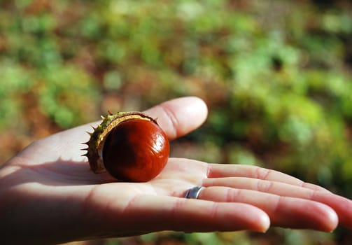 ripe autumn chestnut half with the peel on the open palm of your hand