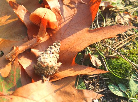 mushroom in the grass