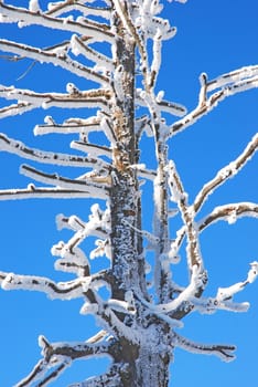 trees and forest, covered with snow with a blue sky