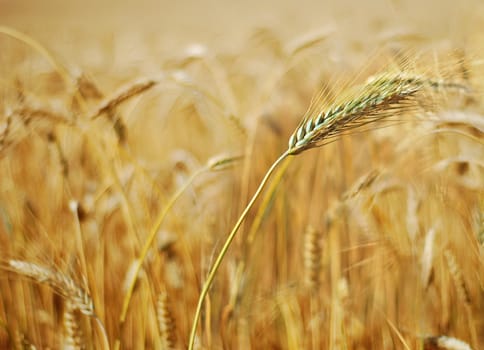 ripe ears of grain, field crops in August before harvest