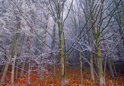 autumn frost on trees, bare beech frosted branches